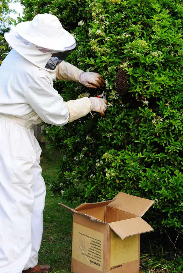 Admiral Pest Management Ltd - pest controller